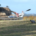 Dancing Birds